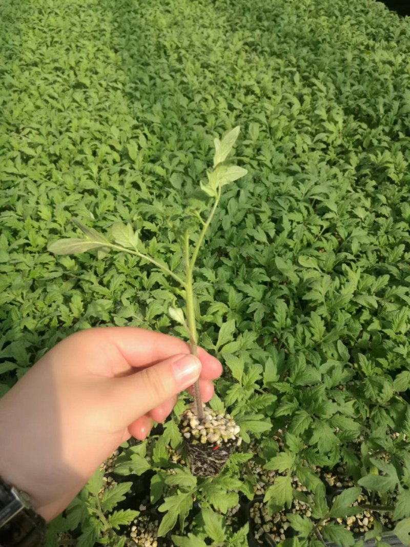 乾德899精品大粉果，抗性好，产量高。