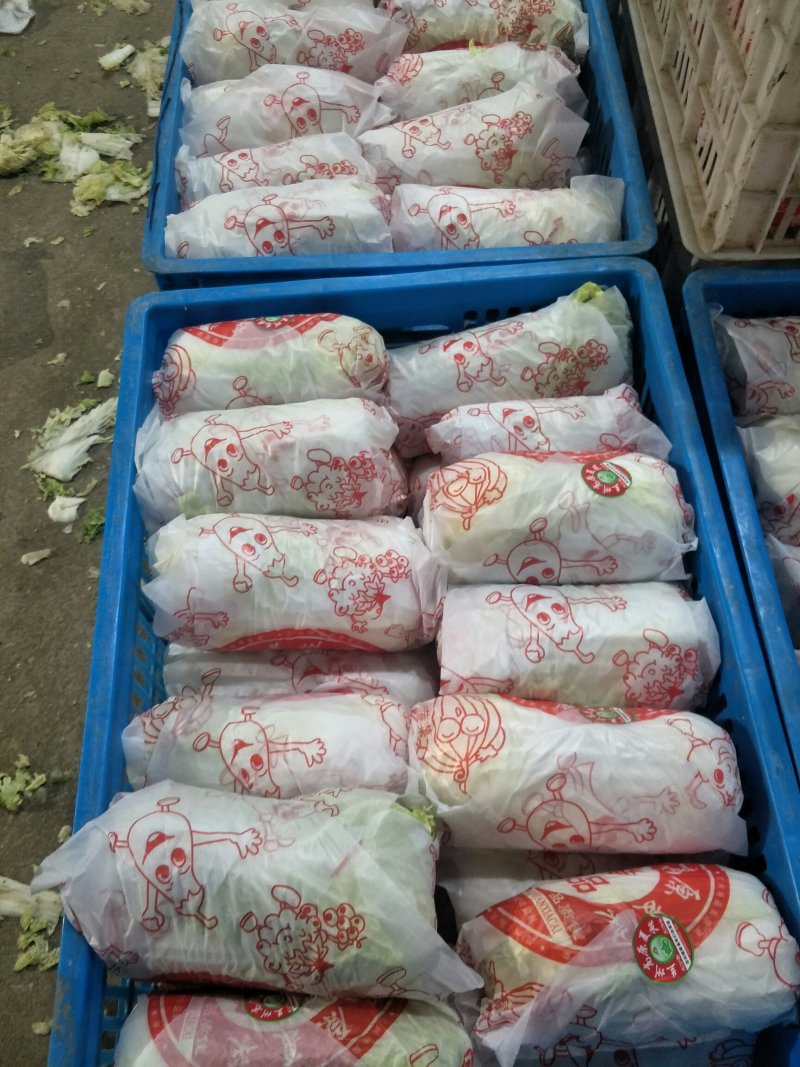 我处娃娃菜大量上市了。品种齐全