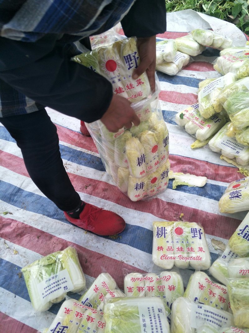 我处娃娃菜大量上市了。品种齐全