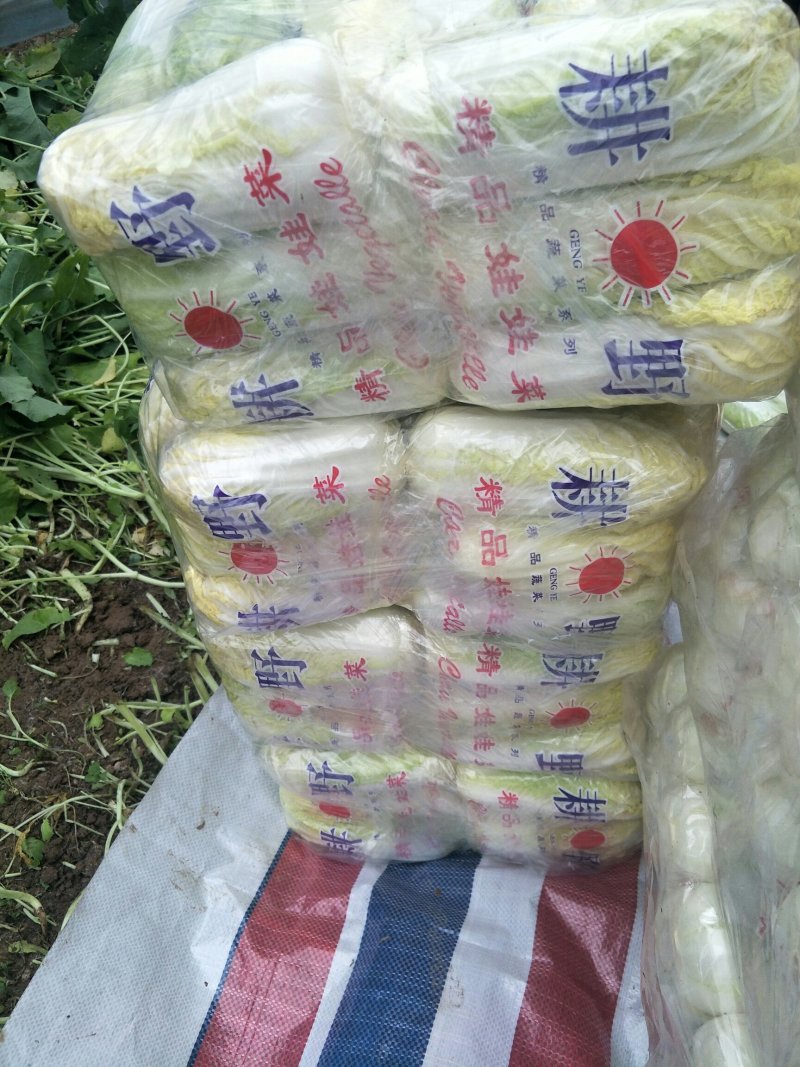 我处娃娃菜大量上市了。品种齐全