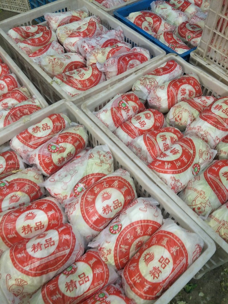 我处娃娃菜大量上市了。品种齐全