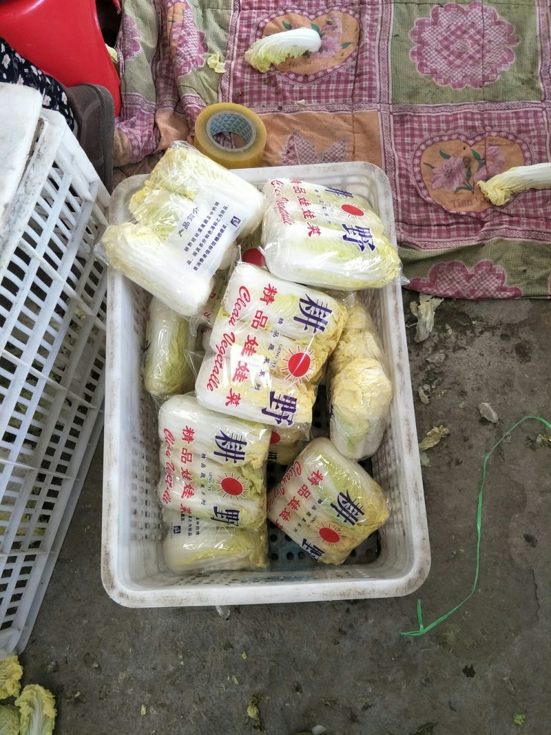 我处娃娃菜大量上市了。品种齐全