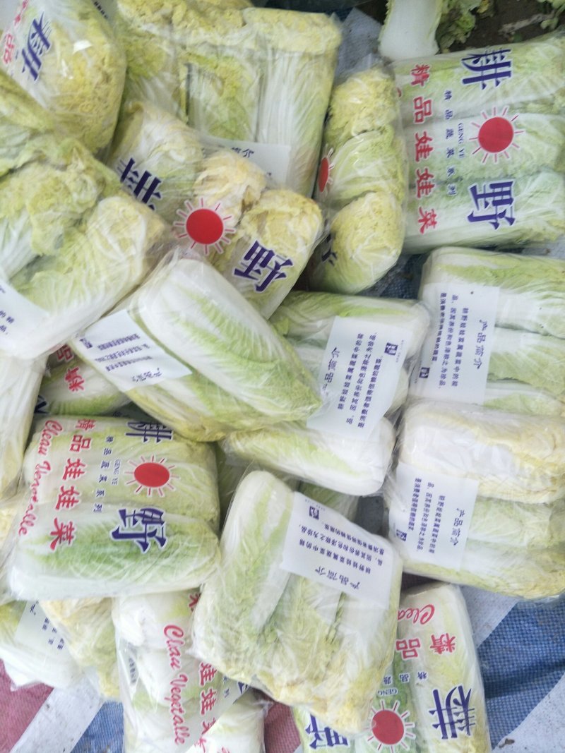 我处娃娃菜大量上市了。品种齐全