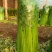 皇后芹菜70厘米以上，米黄色靓。