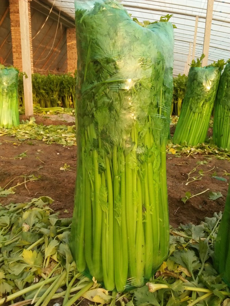 皇后芹菜70厘米以上，米黄色靓。