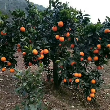 奉节脐橙