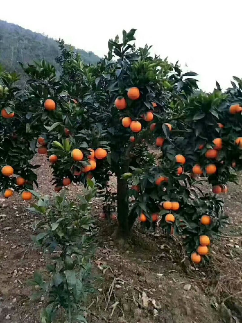 奉节脐橙