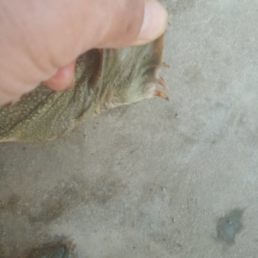 不吃饲料的水库甲鱼