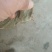 不吃饲料的水库甲鱼