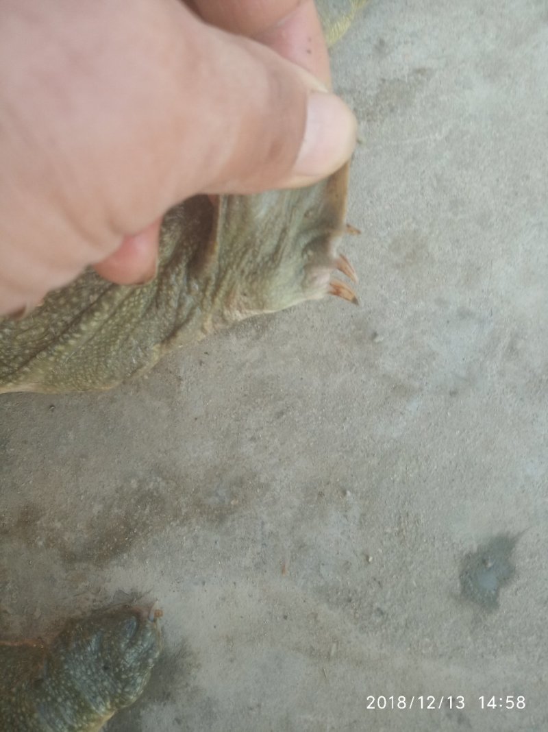 不吃饲料的水库甲鱼