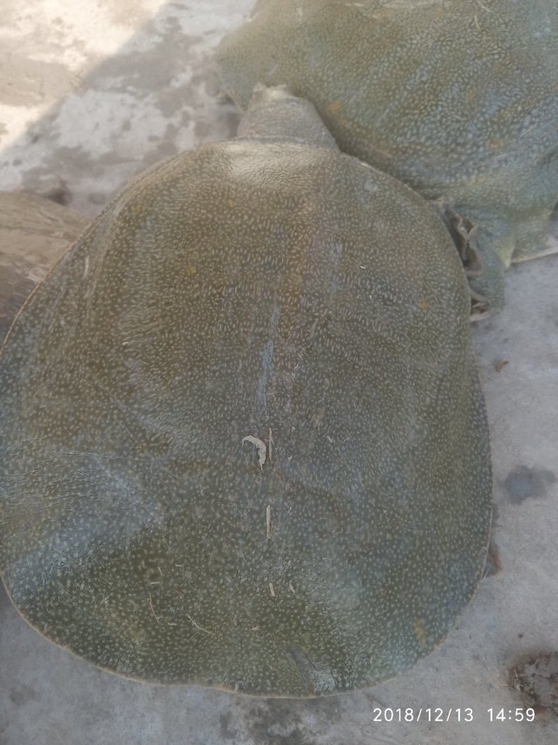 不吃饲料的水库甲鱼