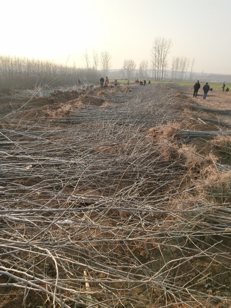 各种规格杜仲苗，成活率高，基地供应。