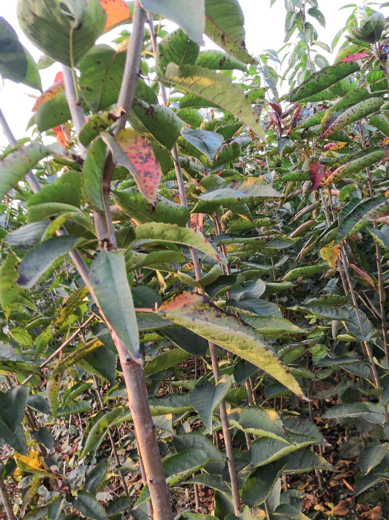 吉塞拉美早樱桃苗，矮化樱桃苗，车厘子樱桃树苗