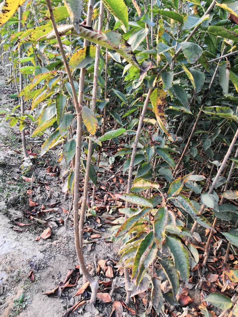 吉塞拉美早樱桃苗，矮化樱桃苗，车厘子樱桃树苗