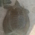 鳖