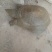 鳖