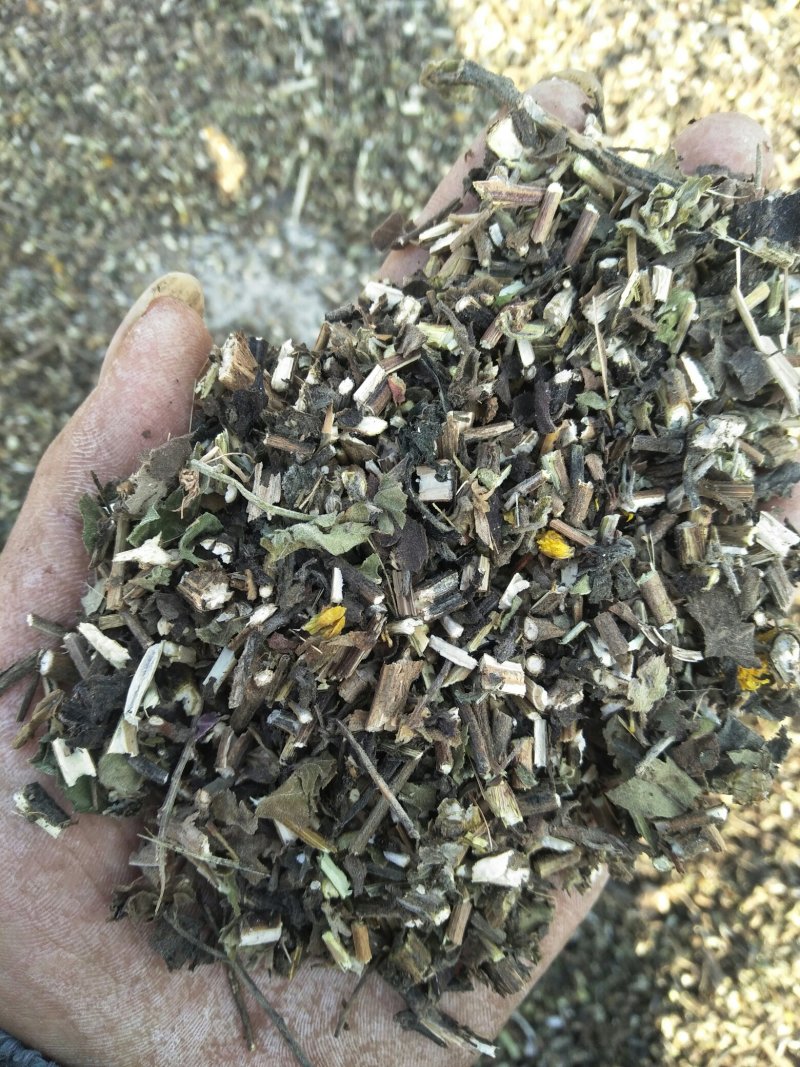野菊花全棵