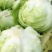 生菜球