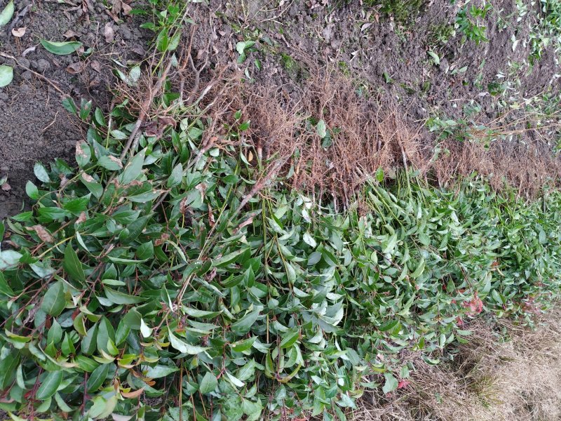 香樟苗