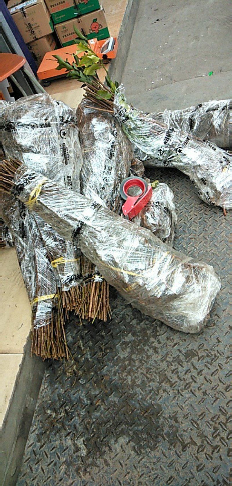 苗圃直销，李子苗，蜂糖李，5月脆，半边红，清脆李，脆红李