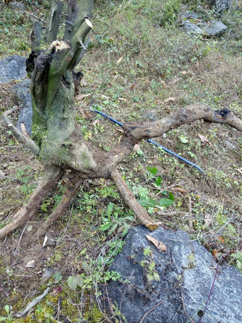 金弹子下山桩