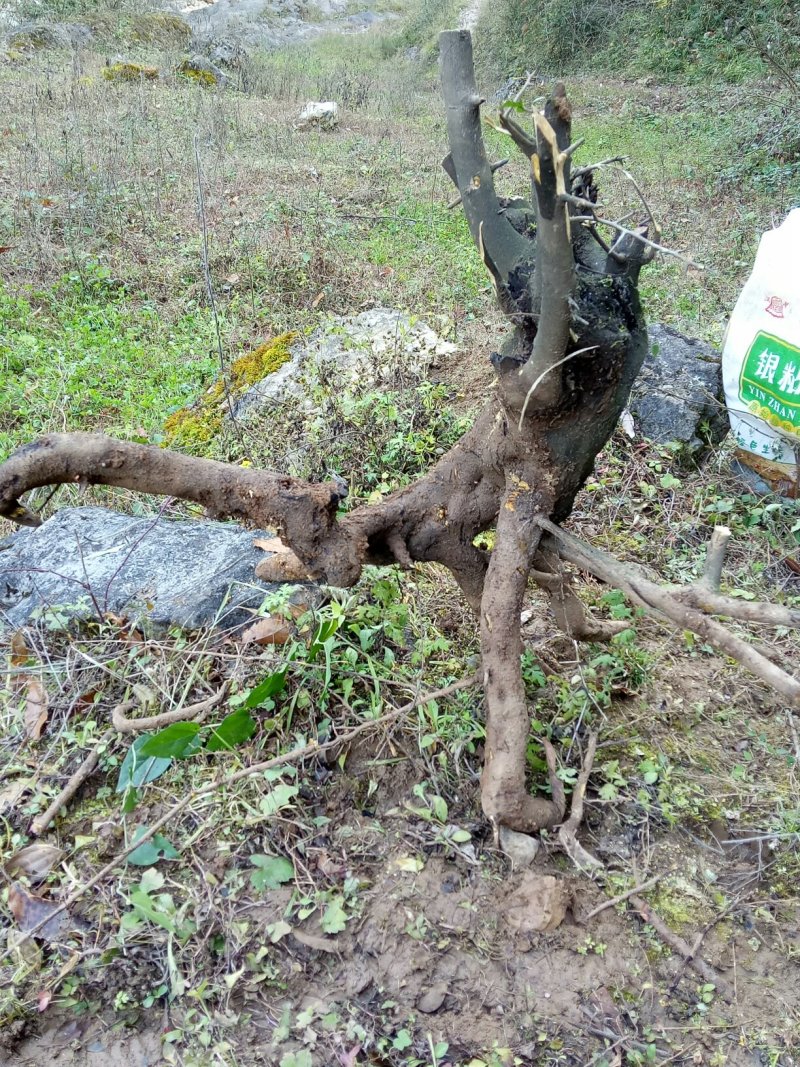 金弹子下山桩