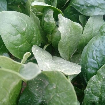 热波菜产地直销啊