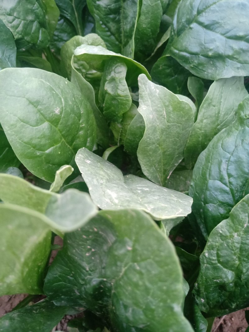 热波菜产地直销啊