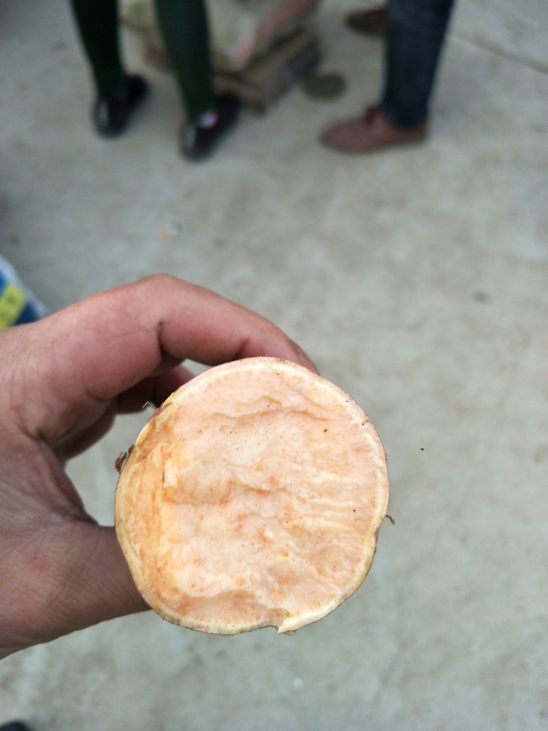 烟薯25，济薯26.西瓜红，紫薯，红薯基地