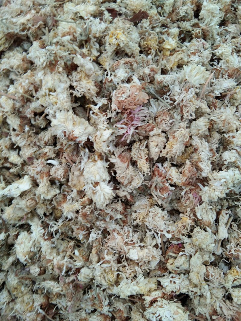 药用菊花干