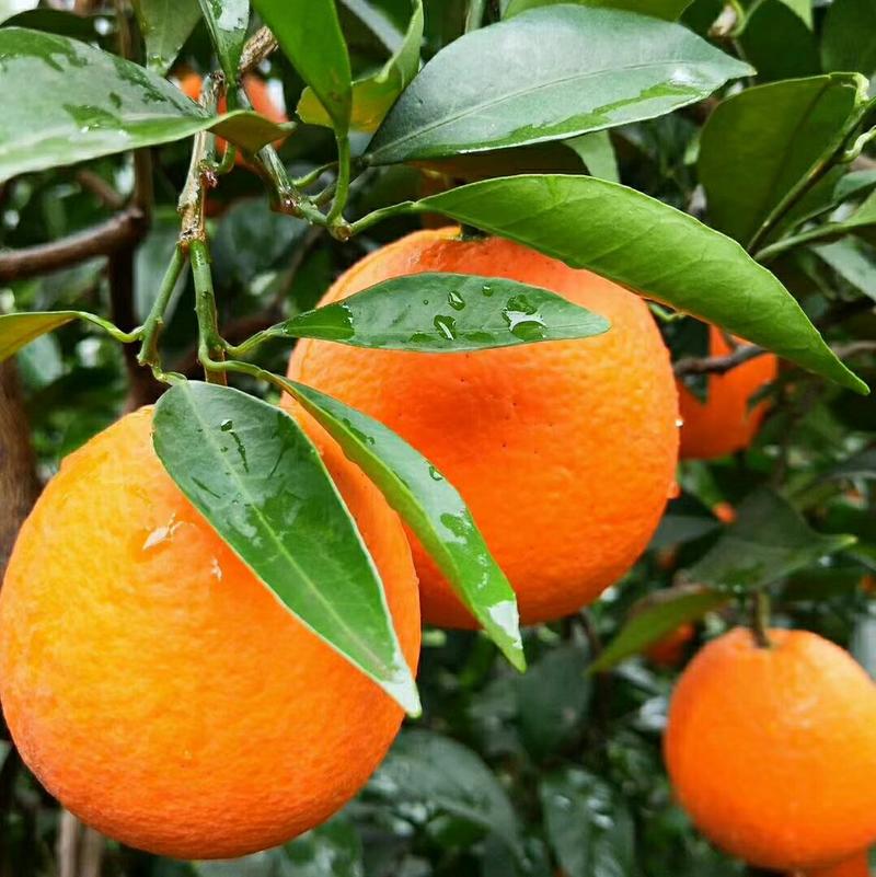 锦橙自家果园，果形椭圆，耐运，耐存放，价格实惠，深受好评