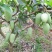 四季芒果苗嫁接苗四季开花结果