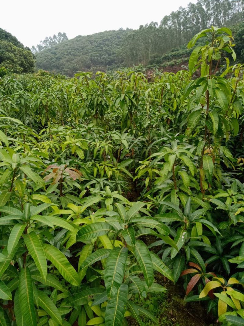 四季芒果苗嫁接苗四季开花结果