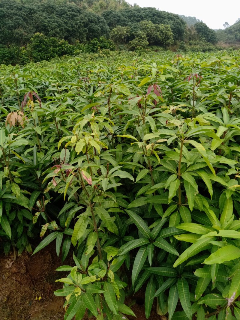 四季芒果苗嫁接苗四季开花结果