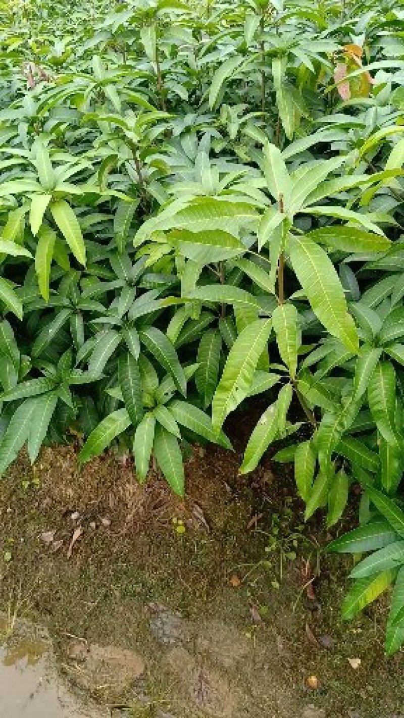 四季芒果苗嫁接苗四季开花结果
