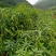 四季芒果苗嫁接苗四季开花结果
