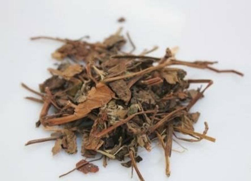 三白草水木通五路白白水鸡