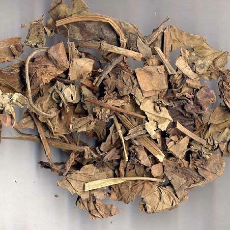 三白草水木通五路白白水鸡