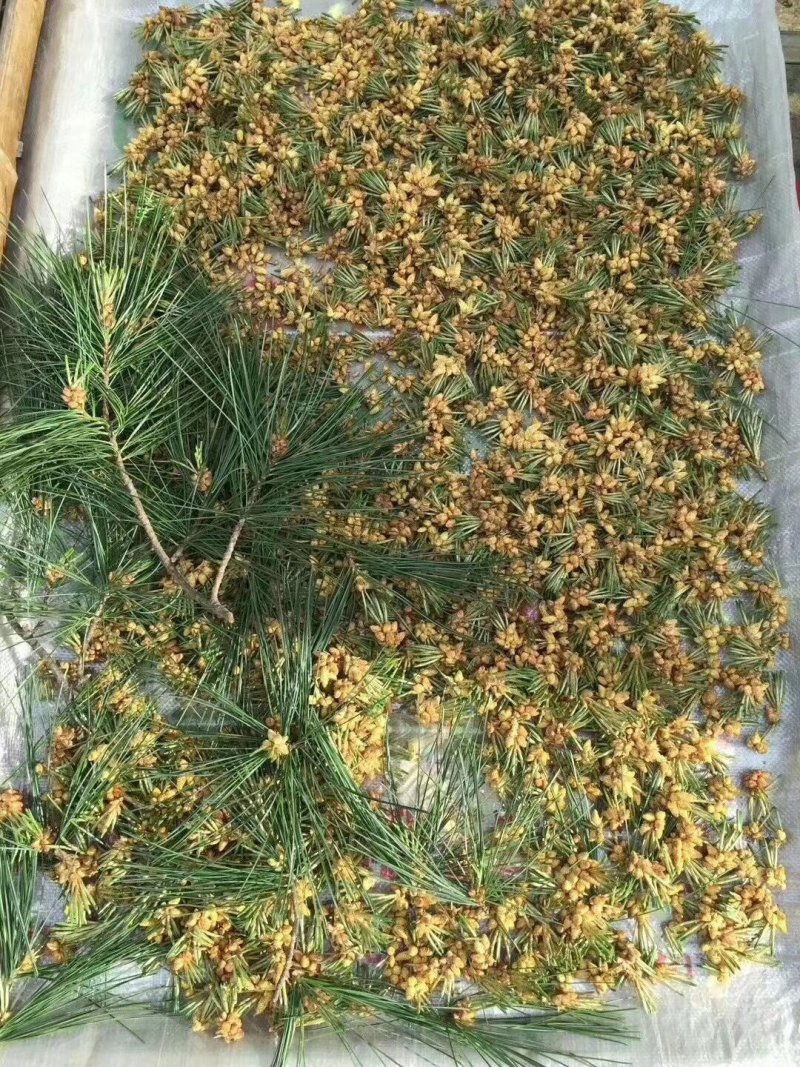 松花粉长白山东北特产原粉/破壳