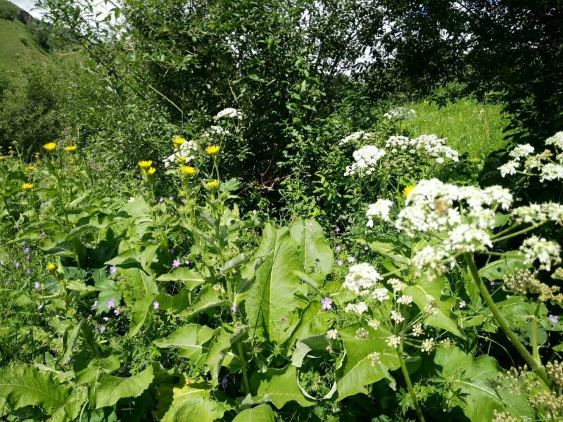 新疆尼勒克黑蜂山花蜜