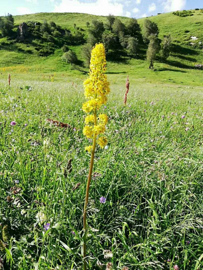 新疆尼勒克黑蜂山花蜜