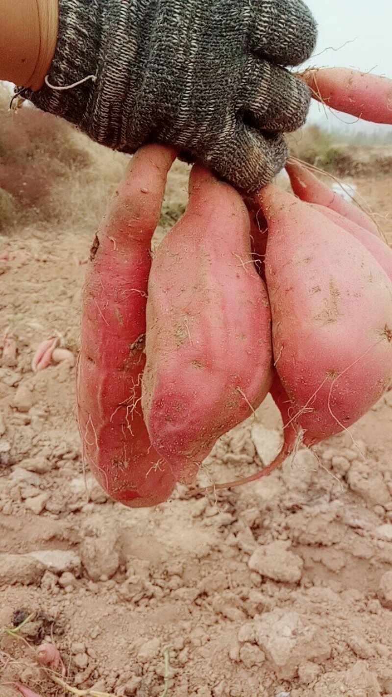 批发烟薯25