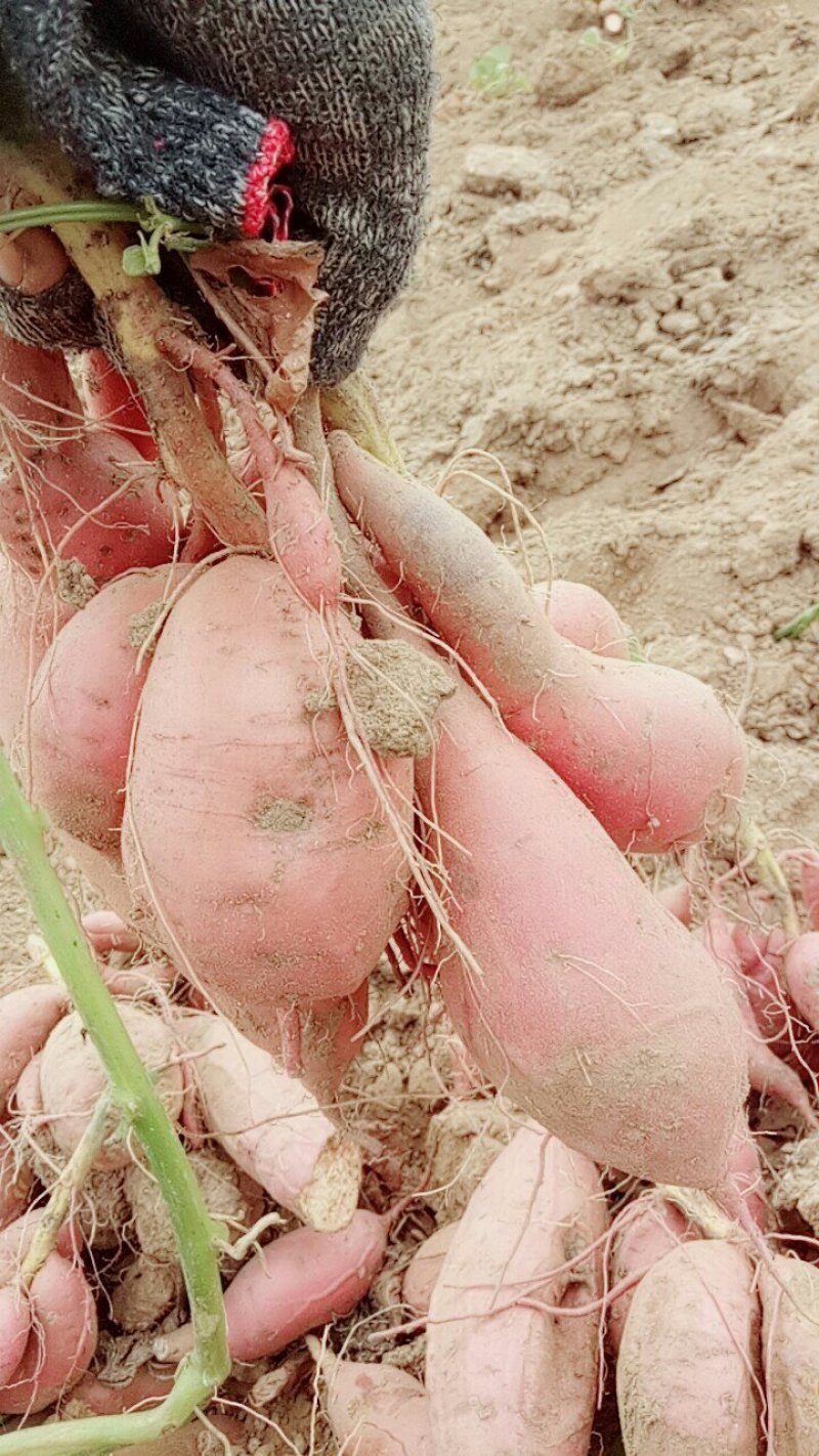 批发烟薯25
