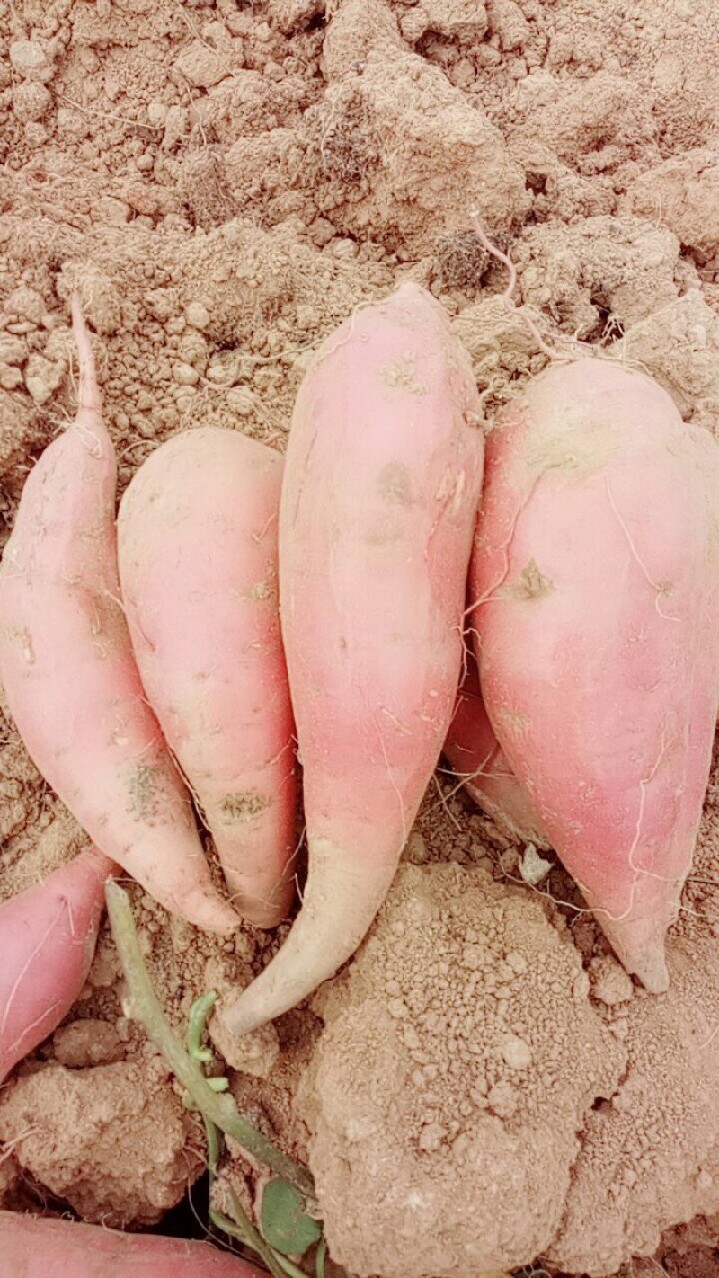 批发烟薯25