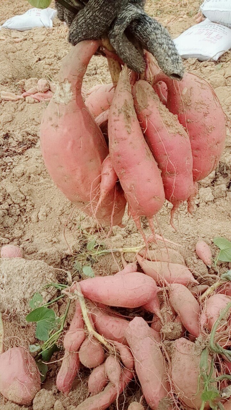 批发烟薯25