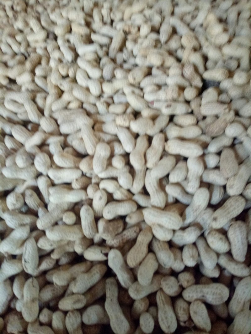 天府三原味炒花生10吨起批