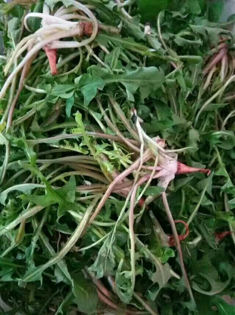 刺老芽
