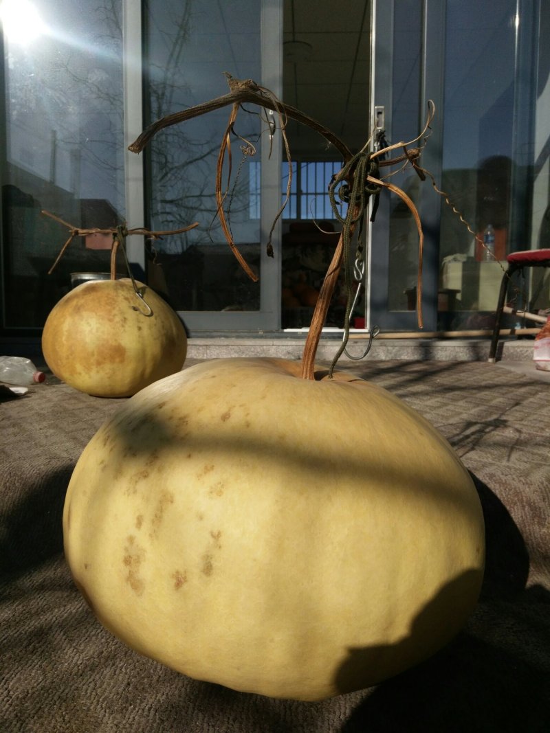 新货廊文玩葫芦种子超市，在售品种150余种，支持淘宝和微