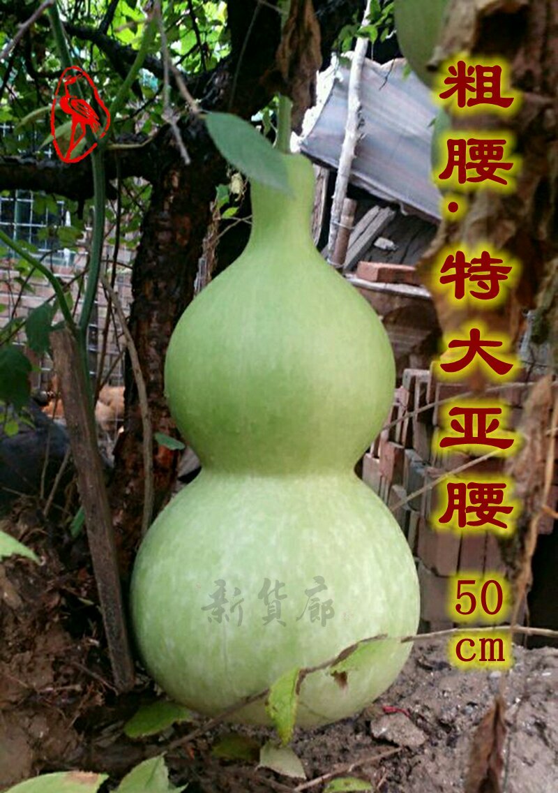 新货廊文玩葫芦种子超市，在售品种150余种，支持淘宝和微