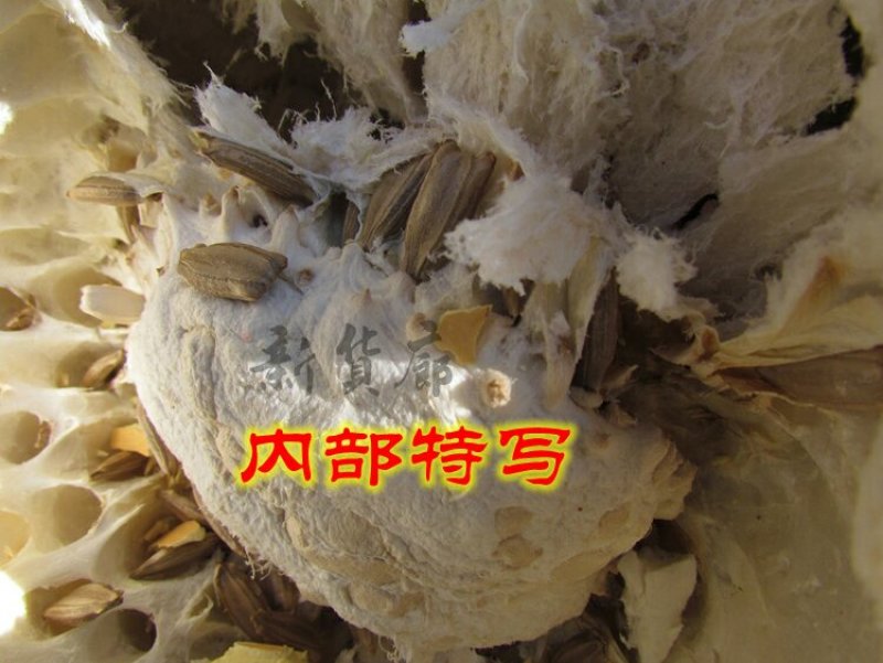 新货廊文玩葫芦种子超市，在售品种150余种，支持淘宝和微